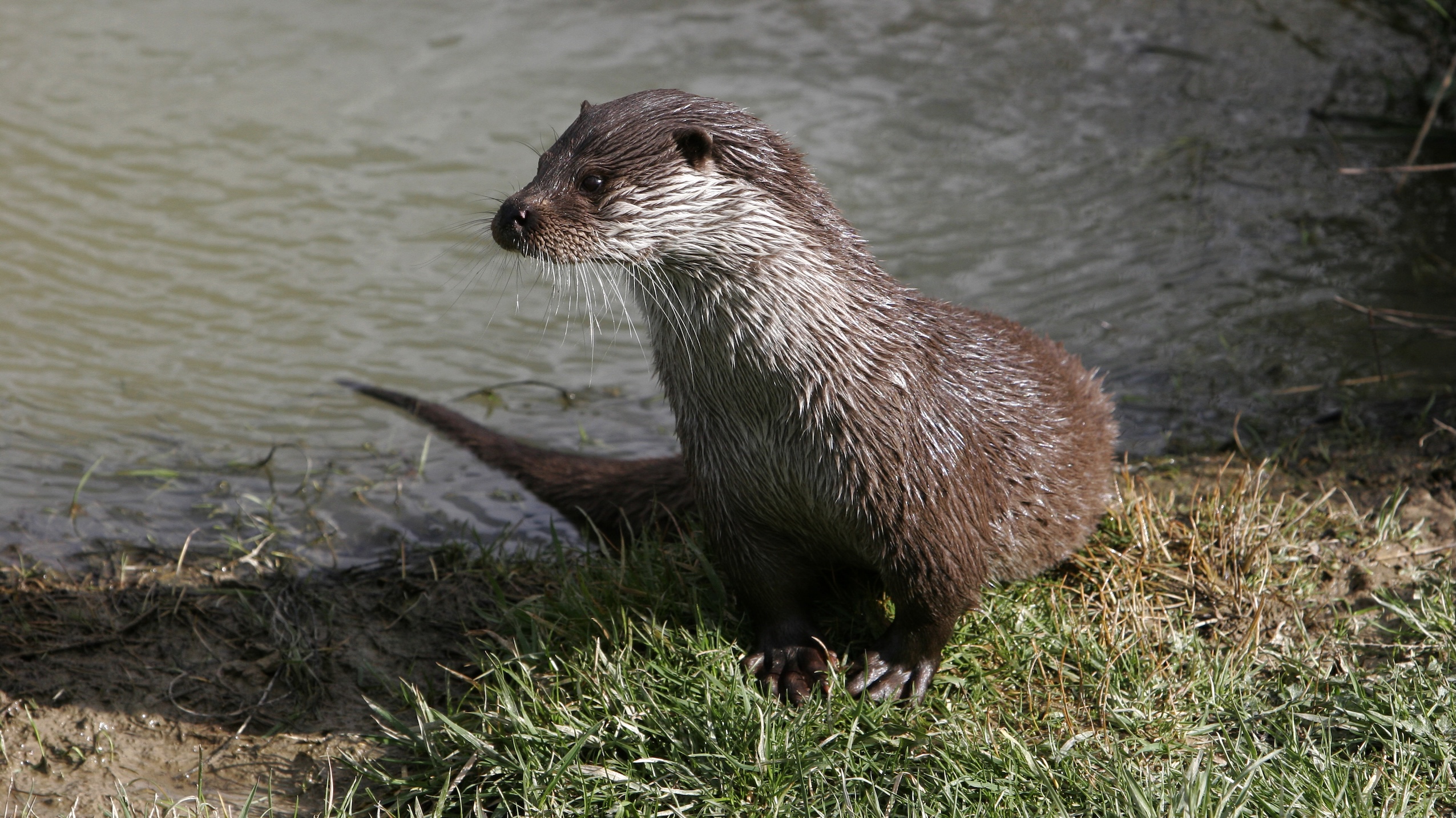 otter Dunea Meijendel